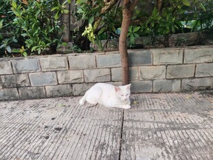 树荫下休憩的白色猫咪
