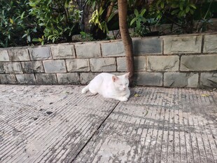 阳光下休憩的白色猫咪