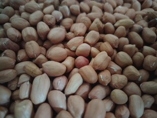 饱满花生粒