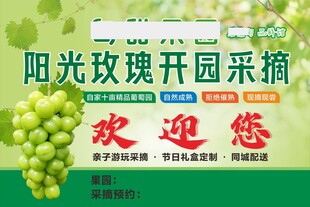 阳光玫瑰葡萄开园采摘