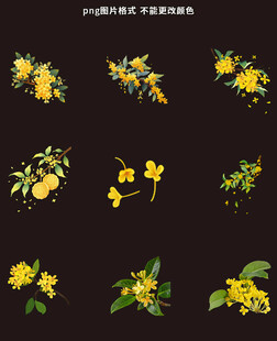 桂花素材