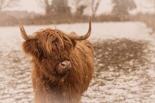 雪地中的长毛牛