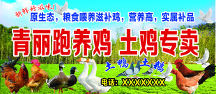 跑养鸡 土鸡专卖