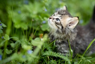 草丛中的好奇小猫