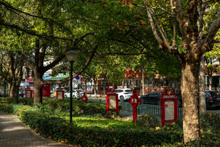 城市林荫街道景致