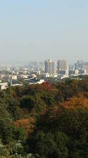 城市边缘的多彩树林景观