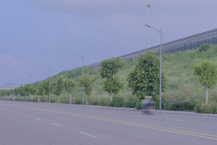 道路旁整齐排列的绿树
