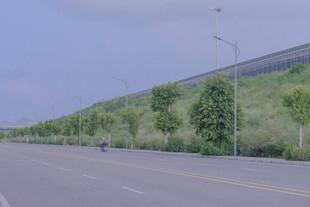 宽阔公路旁的绿树景观