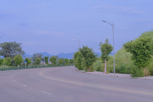 空旷道路旁绿树成荫