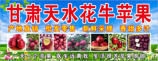 甘肃天水花牛苹果展示