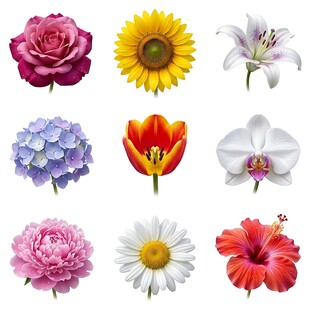 花卉素材合集