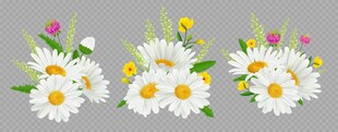 雏菊花卉素材