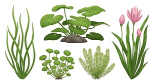 水生植物素材