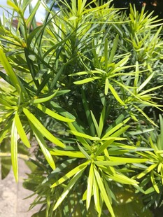 翠绿细长叶片的清新植物