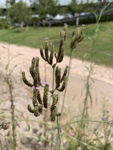 绒毛植物