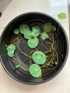 绿叶碗莲