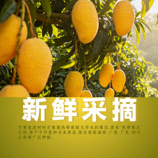 新鲜采摘的金黄芒果挂满树