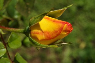 黄红双色玫瑰花苞