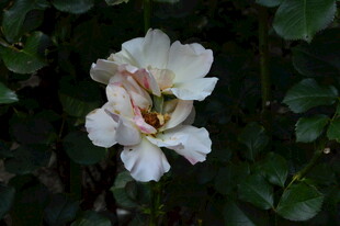 月季花 