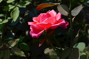 月季花 