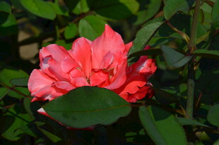 月季花 