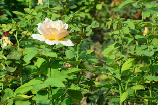 月季花  