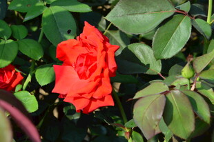 月季花 