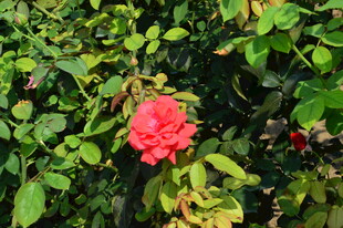 月季花 