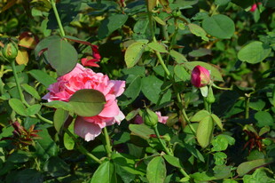 月季花  