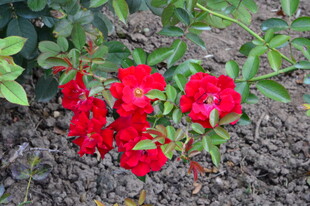 月季花 