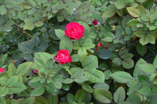月季花 