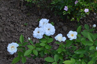 月季花  