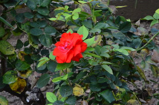 月季花  