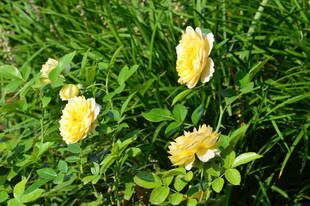 月季花  