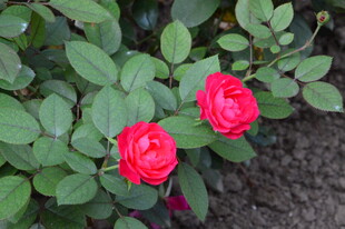 月季花