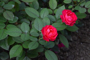 月季花  