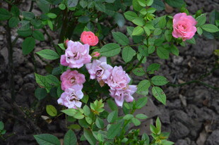 月季花  