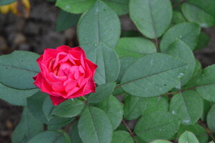月季花 