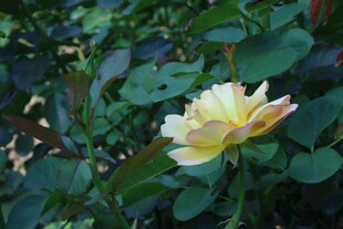 月季花  