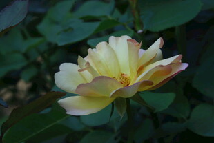 月季花
