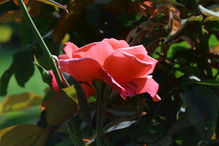月季花 