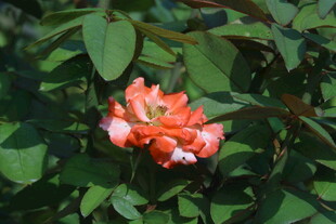 月季花  
