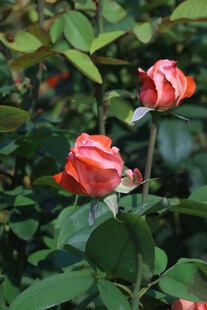 月季花 