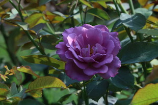 月季花  