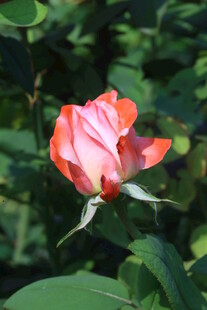月季花  