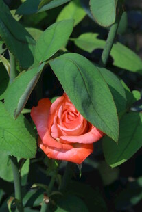 月季花  