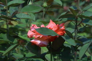 月季花 