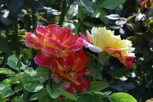 月季花 