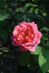 月季花  