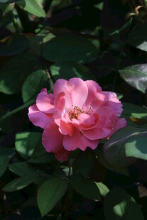 月季花 